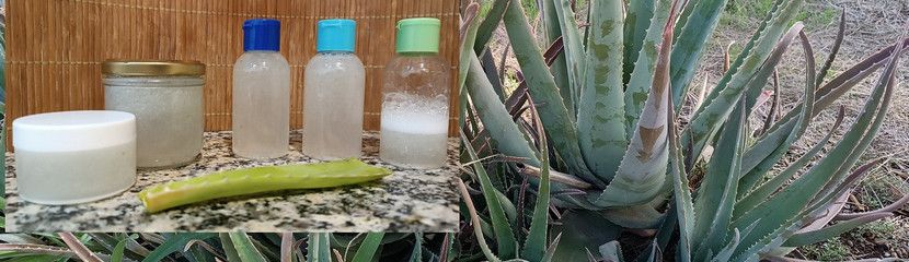 Anleitung: AloeVera-Gel und AloeVera-Saft selbst herstellen